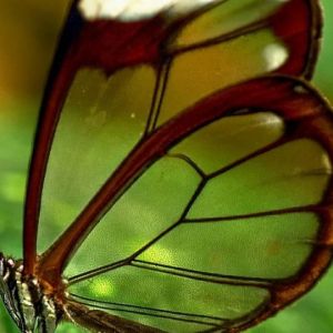 Farfalla con Ali di Vetro
