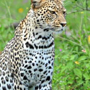 Leopardo nella Natura