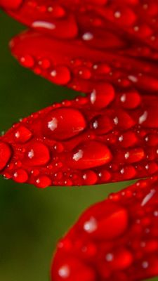 Petali Rossi con Gocce di Rugiada - wallpaper preview