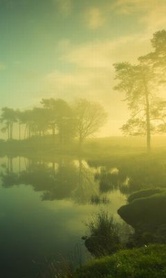 Riflessione di una Foresta Nebbiosa