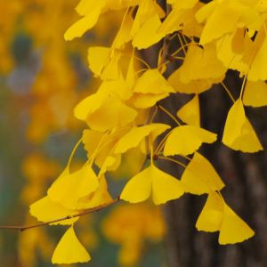 Foglie di Ginkgo Dorate