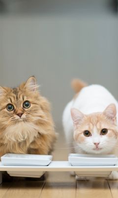 Gatti Carini Che Mangiano Insieme - wallpaper preview