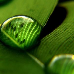 Foglia Verde con Gocce d'Acqua