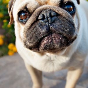 Pug Adorabile In Primo Piano