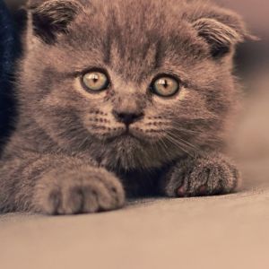 Gatto Grigio Carino