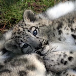 Cucciolo di Leopardo delle Nevi