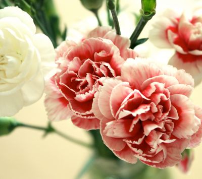 Bellissimo Mazzo di Garofani - wallpaper preview