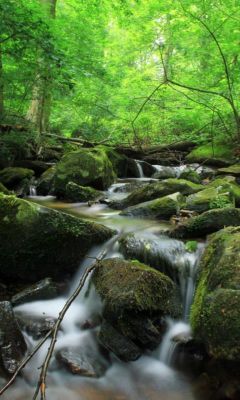 Ruscello Serene nel Bosco