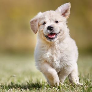 Cucciolo Felice che Corre