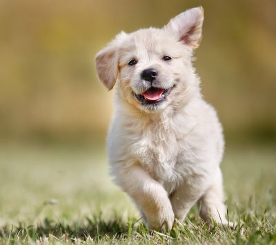Cucciolo Felice che Corre