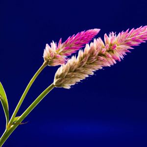 Fiore Rosa Vivace