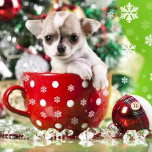 Cagnolino Chihuahua in Tazza di Natale