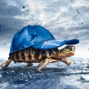 Tartaruga con Cappello Blu