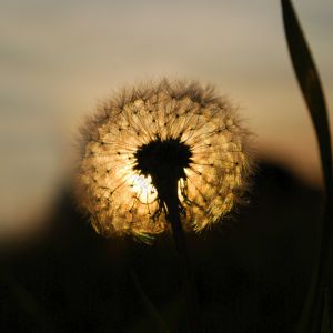 Dente di leone al tramonto