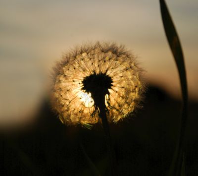 Dente di leone al tramonto - wallpaper preview