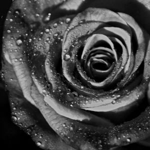 Rosa in Bianco e Nero con Gocce d'Acqua