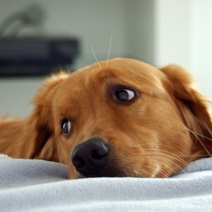 Golden Retriever in Relax