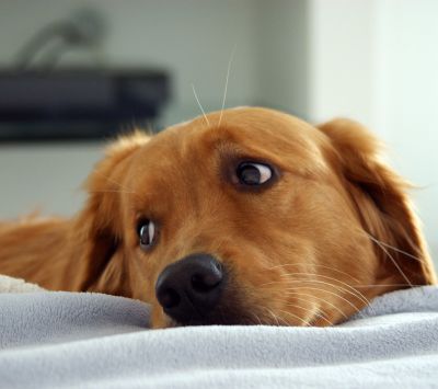 Golden Retriever in Relax