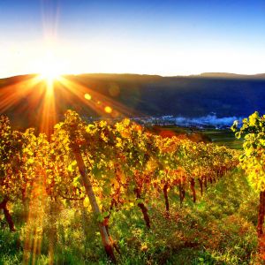 Vigneto al Tramonto