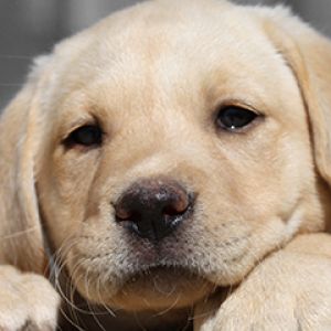 Cucciolo di Labrador Carino