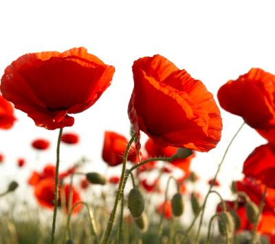Papaveri Rossi Vivaci in Fiore - wallpaper preview