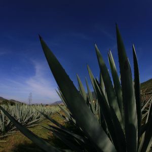 Paesaggio di Agave