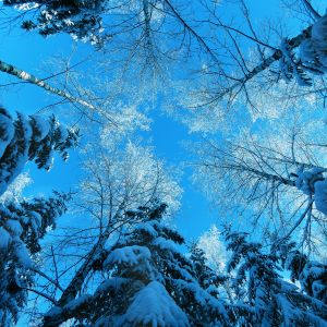 Foresta Invernale