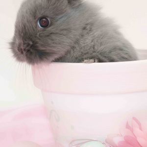 Coniglio Carino nel Vaso