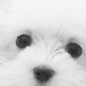 Cucciolo Morbido e Carino