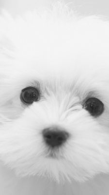 Cucciolo Morbido e Carino - wallpaper preview