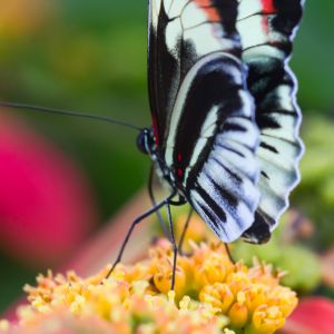 Bellissima Farfalla su Fiore
