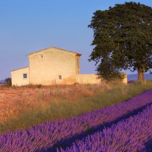 Campi di Lavanda e Casa Rustica