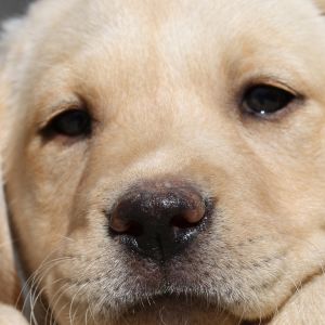 Cucciolo di Labrador Carino