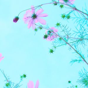 Fiori Rosa Contro il Cielo Blu