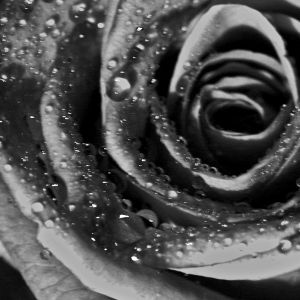 Rosa in Bianco e Nero