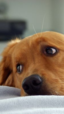 Cane Golden Retriever Carino - wallpaper preview