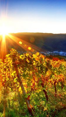 Paesaggio della Vigna al Tramonto