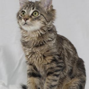 Gatto Tigrato Carino