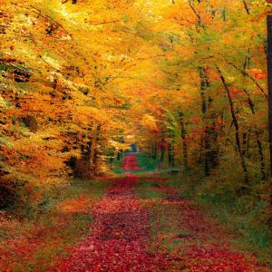 Sentiero Forestale Autunnale
