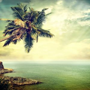 Palma Tropicale sul Mare