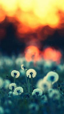 Campo di Dente di Leone al Tramonto - wallpaper preview