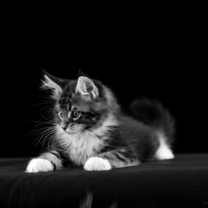 Gattino Nero e Bianco Adorabile