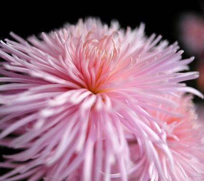 Fiore Rosa In Primo Piano