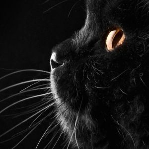 Profilo di Gatto Nero
