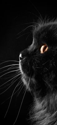 Profilo di Gatto Nero