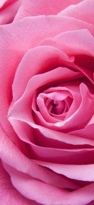 Bella Rosa Rosa