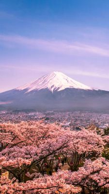 Ciliegi in Fiore e Monte Fuji